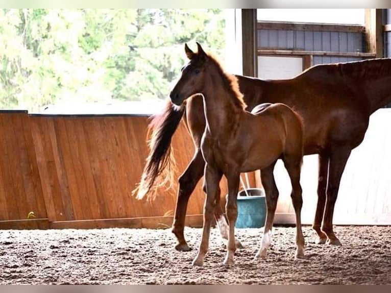 KWPN Mare 2 years 15,2 hh Chestnut in Inman, SC