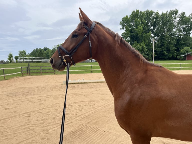 KWPN Mare 2 years 15,2 hh Chestnut in Inman, SC