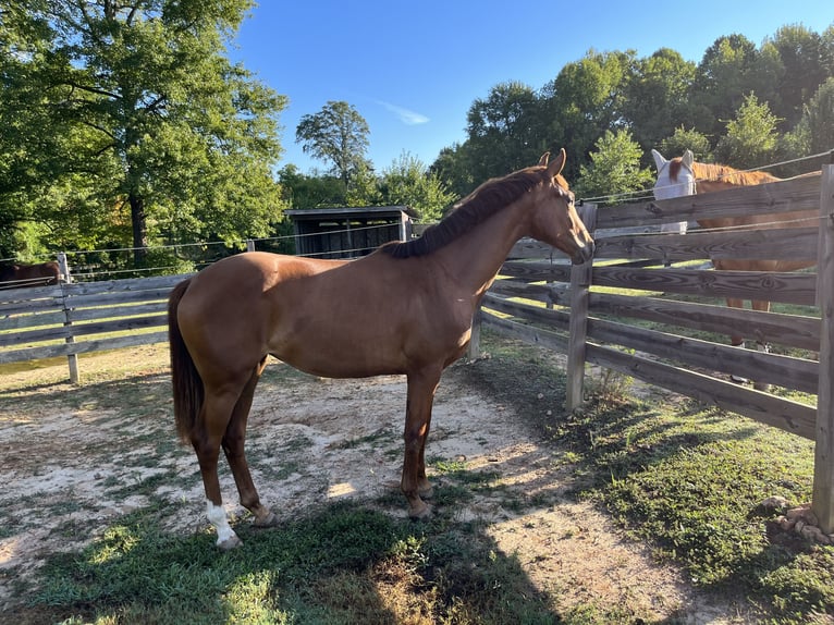 KWPN Mare 2 years 15,2 hh Chestnut in Inman, SC