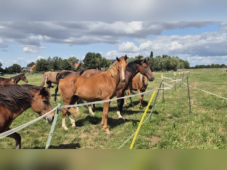 KWPN Mare 2 years 15,2 hh Chestnut-Red in Flöthe