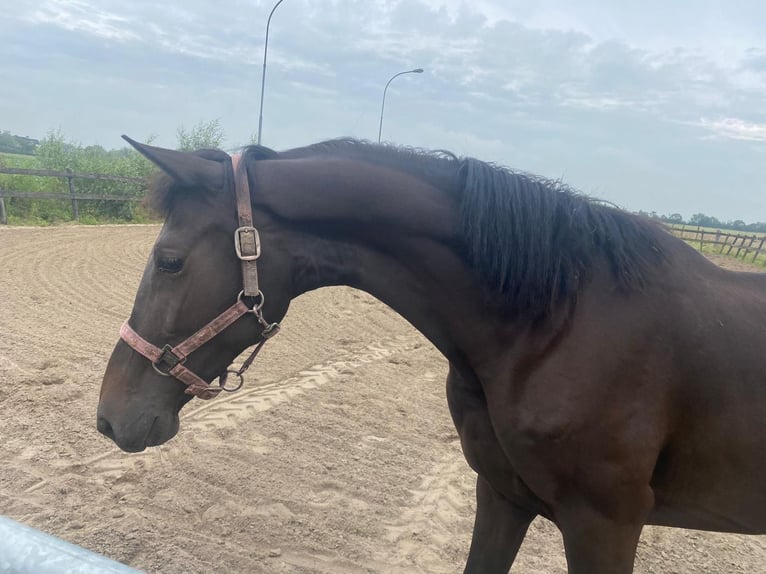 KWPN Mare 2 years 15,2 hh Smoky-Black in Middelburg