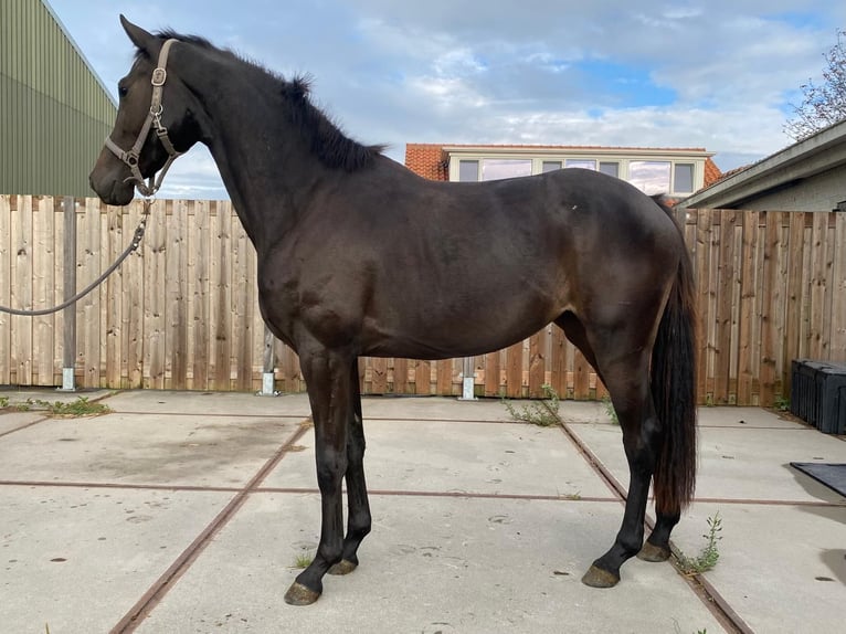 KWPN Mare 2 years 15,2 hh Smoky-Black in Middelburg