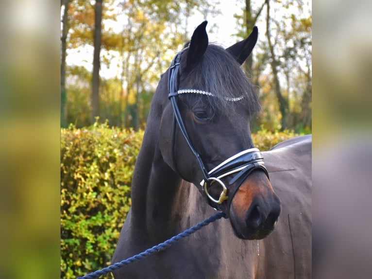 KWPN Mare 2 years 15,3 hh Brown in Neuss