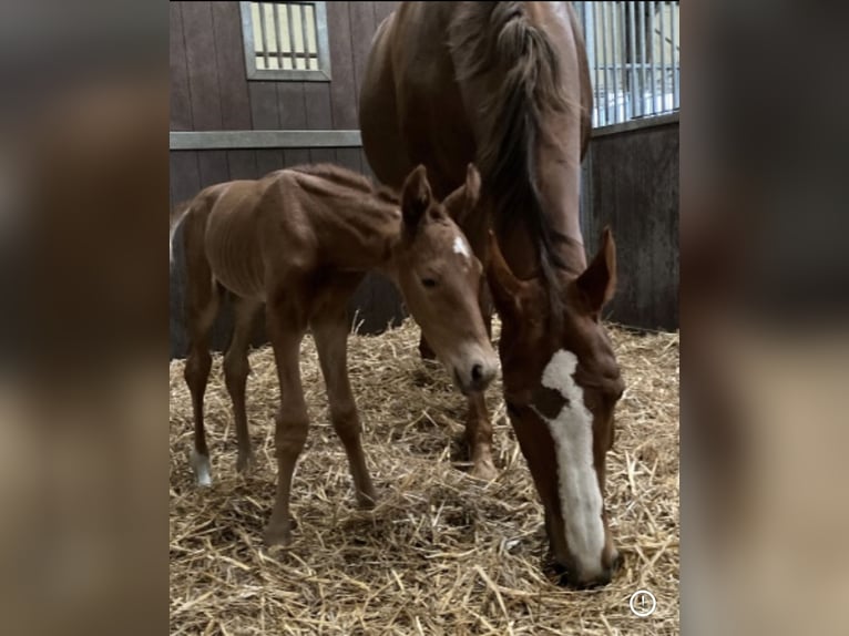 KWPN Mare 2 years 15,3 hh Chestnut-Red in Hem