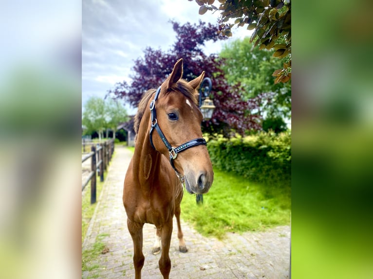 KWPN Mare 2 years 15,3 hh Chestnut-Red in Hem