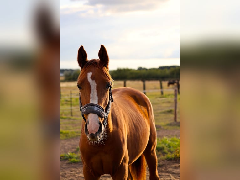 KWPN Mare 2 years 15,1 hh Chestnut-Red in Drwalew