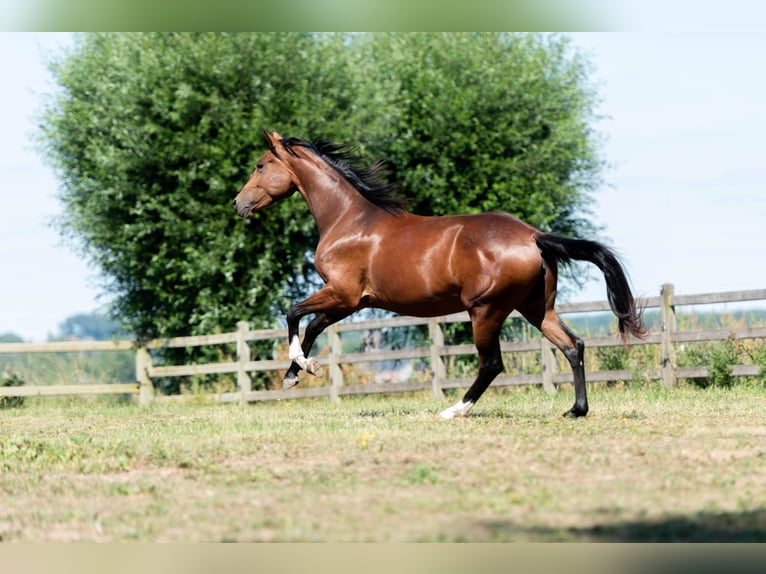 KWPN Mare 2 years 15,2 hh Bay-Dark in Lierde
