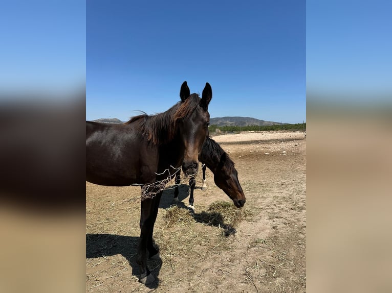 KWPN Mare 2 years 15,2 hh Bay-Dark in Pinoso