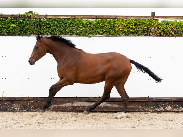 KWPN Mare 2 years 15,2 hh Bay-Dark in Waddinxveen