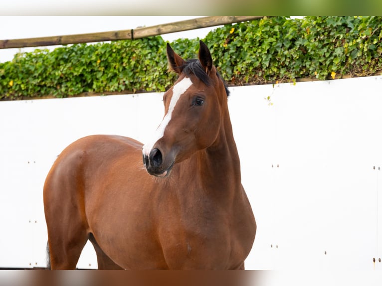 KWPN Mare 2 years 15,2 hh Bay-Dark in Waddinxveen