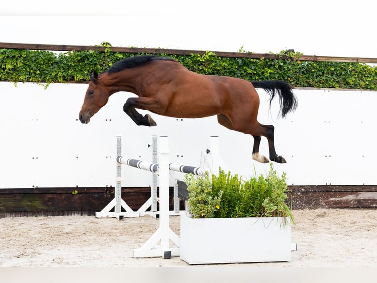 KWPN Mare 2 years 15,2 hh Bay-Dark in Waddinxveen