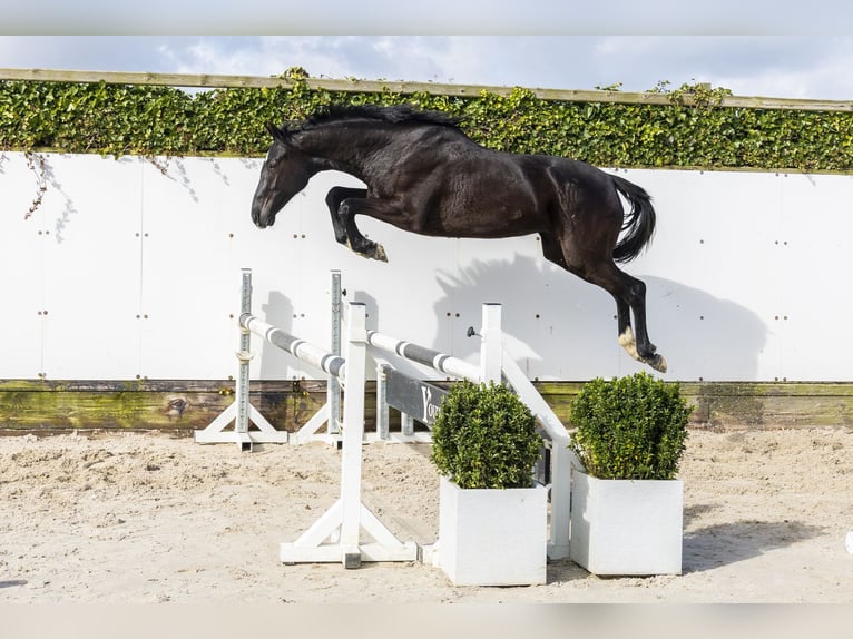 KWPN Mare 2 years 15,2 hh Smoky-Black in Waddinxveen