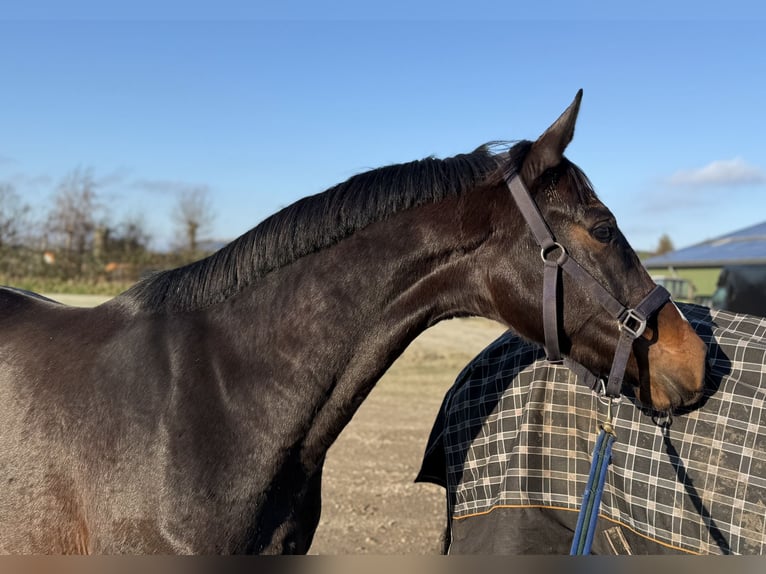 KWPN Mare 2 years 15,3 hh Bay-Dark in Oud Gastel