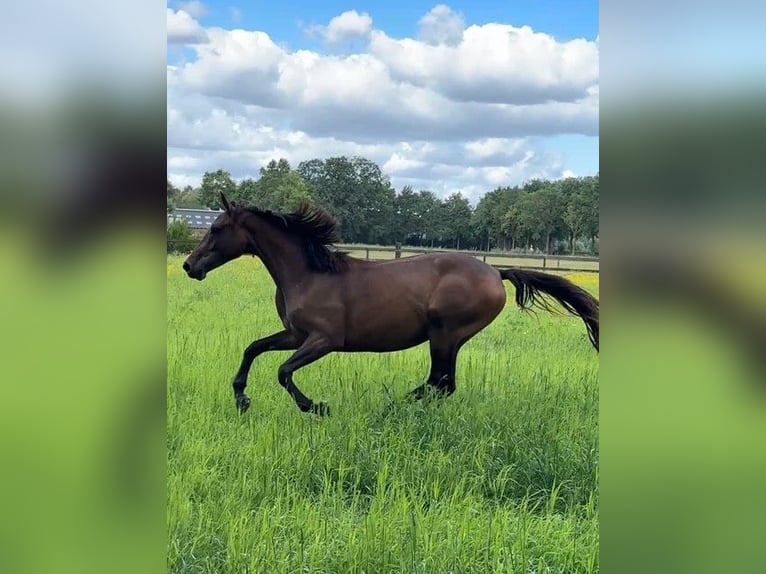 KWPN Mare 2 years 15,3 hh Bay-Dark in Veghel