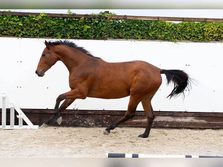 KWPN Mare 2 years 15,3 hh Brown in Waddinxveen KWPN Mare 2 years 15,3 hh Brown in Waddinxveen