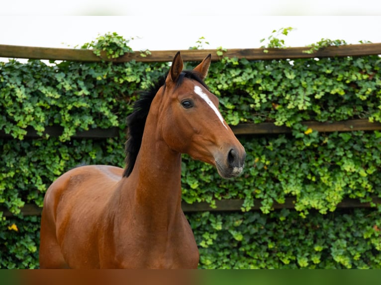 KWPN Mare 2 years 15,3 hh Brown in Waddinxveen KWPN Mare 2 years 15,3 hh Brown in Waddinxveen
