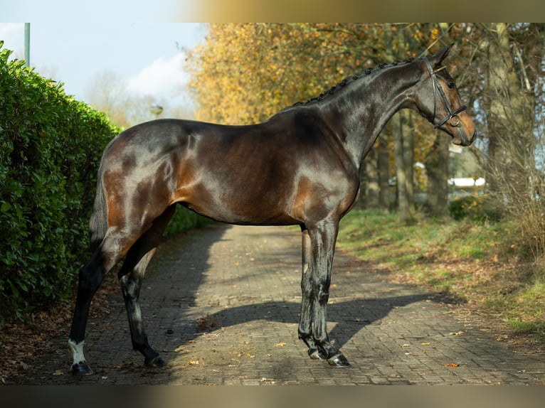 KWPN Mare 2 years 16,1 hh Brown in Hoeven