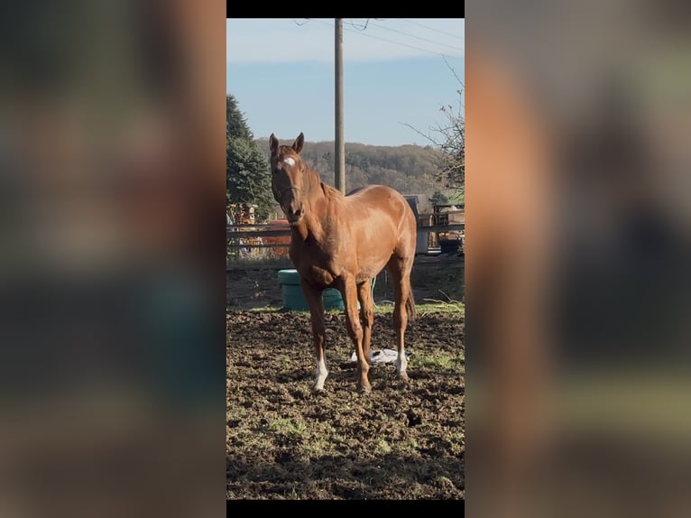 KWPN Mare 2 years 16,1 hh Chestnut-Red in Osnabrück