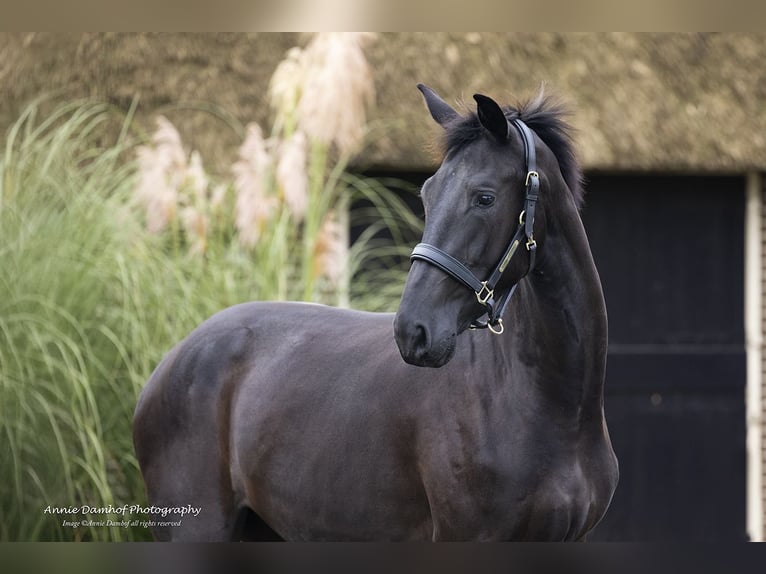 KWPN Mare 2 years 16,2 hh Bay-Dark in Wapse