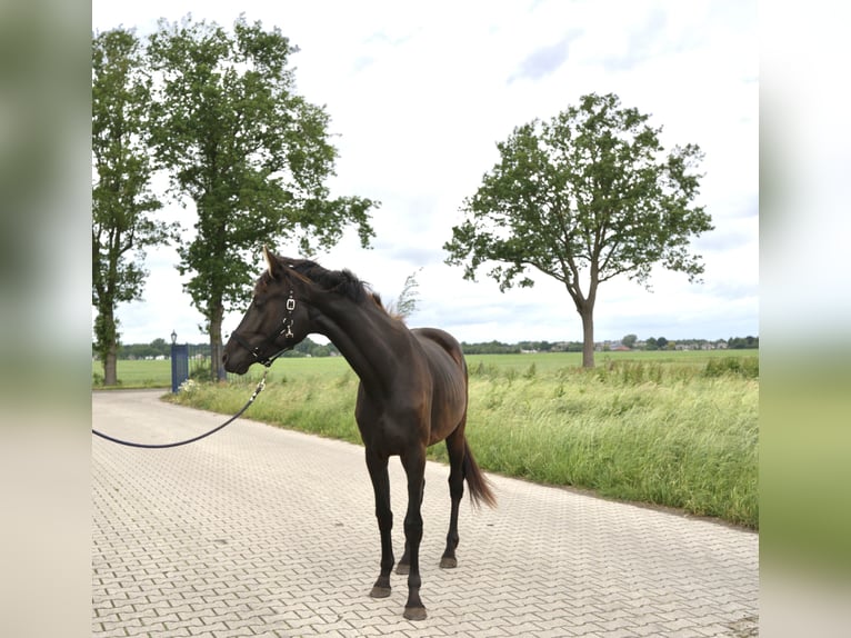 KWPN Mare 2 years 16.2 hh Black in Emmer-Compascuum