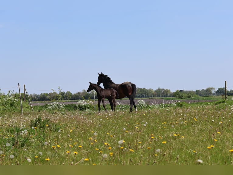 KWPN Mare 2 years 16.2 hh Black in Emmer-Compascuum