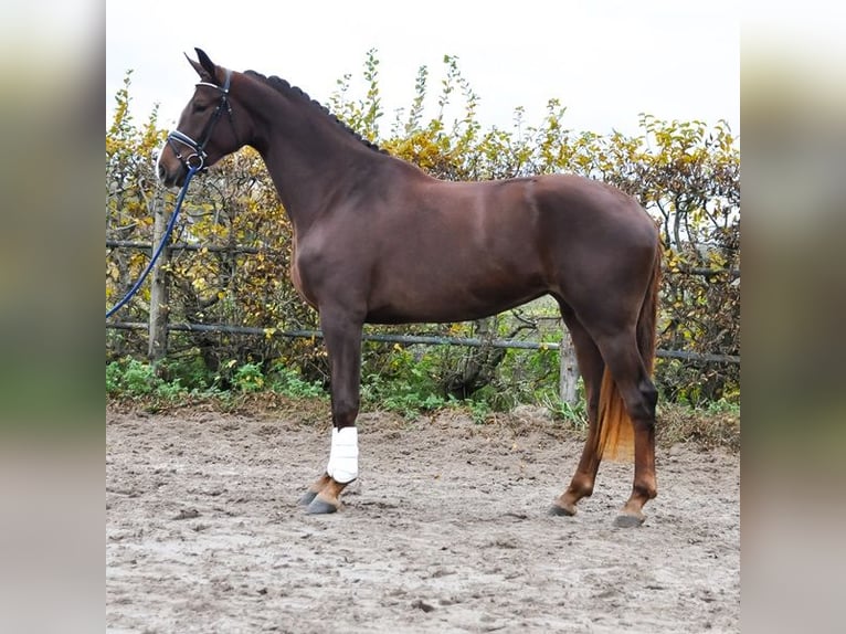 KWPN Mare 2 years 16,2 hh Chestnut in Prinsenbeek