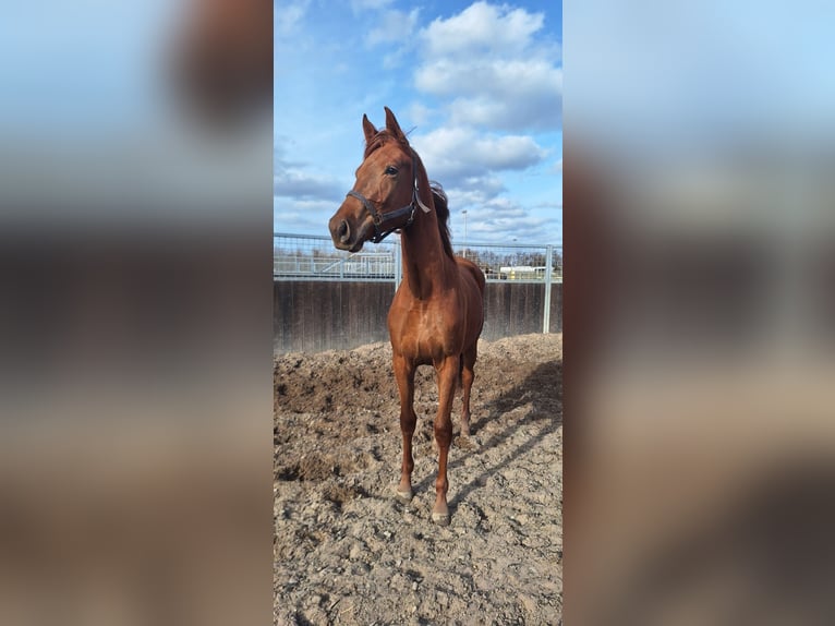 KWPN Mare 2 years 16.2 hh Chestnut in Rijnsburg