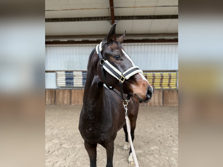 KWPN Mare 2 years 16 hh Bay-Dark in Oud Gastel KWPN Mare 2 years 16 hh Bay-Dark in Oud Gastel
