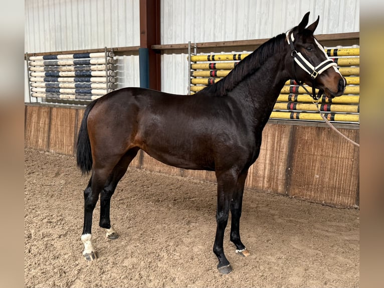 KWPN Mare 2 years 16 hh Bay-Dark in Oud Gastel KWPN Mare 2 years 16 hh Bay-Dark in Oud Gastel