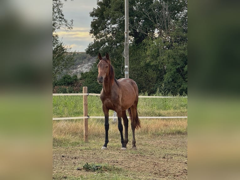 KWPN Mare 2 years 16 hh Bay in Castellarano