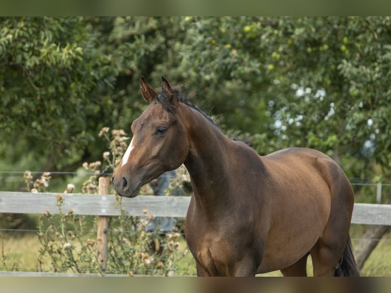 KWPN Mare 2 years 16 hh Brown in Aldeboarn