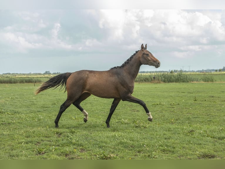 KWPN Mare 2 years 16 hh Brown in Aldeboarn