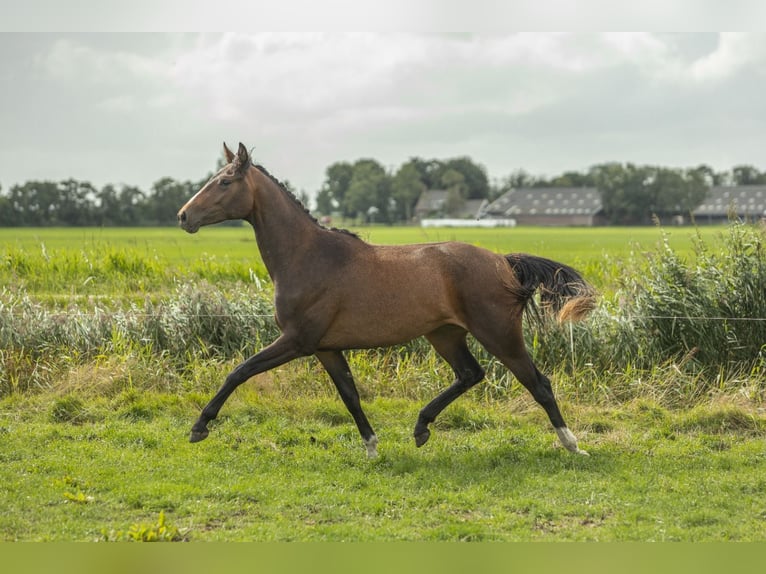KWPN Mare 2 years 16 hh Brown in Aldeboarn