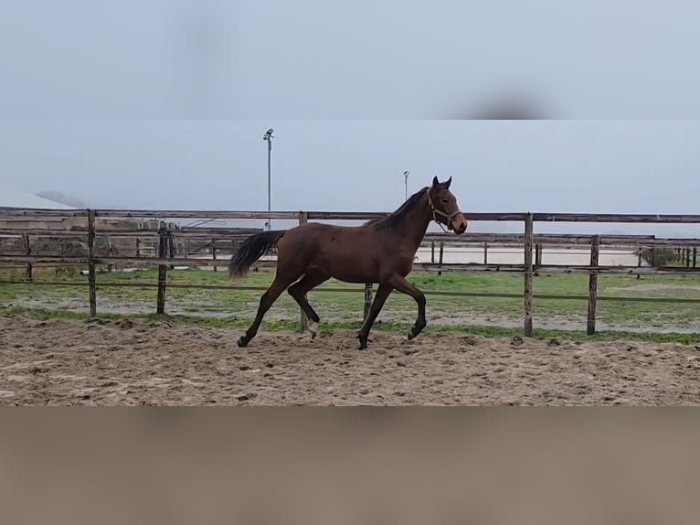 KWPN Mare 2 years 16 hh Brown in Andijk