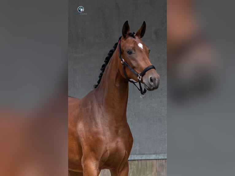 KWPN Mare 2 years 16 hh Brown in mol