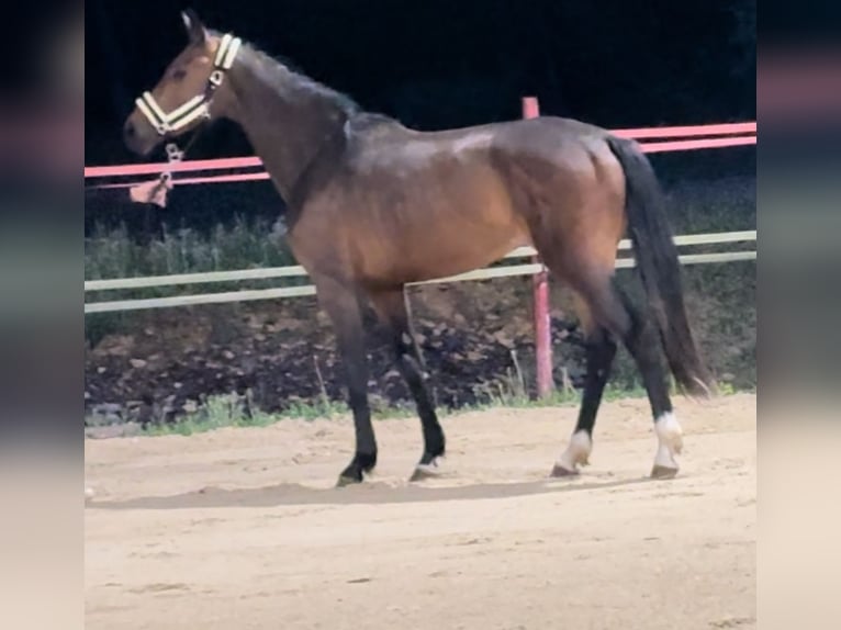 KWPN Mare 2 years 16 hh Brown in Messigny-et-Vantoux