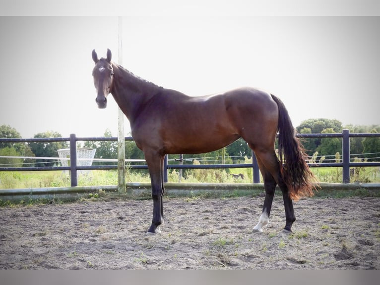 KWPN Mare 2 years 16 hh Brown in Liessel