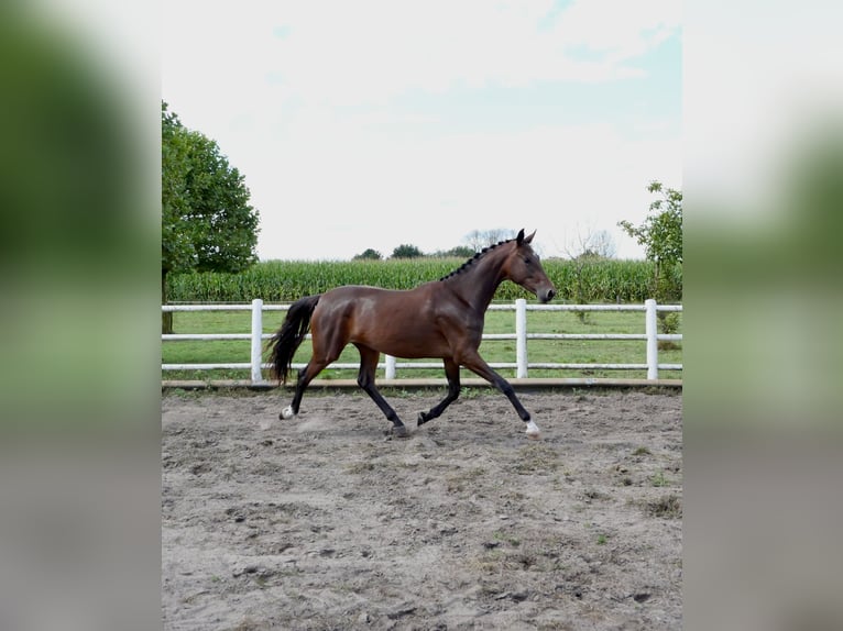 KWPN Mare 2 years 16 hh Brown in Liessel