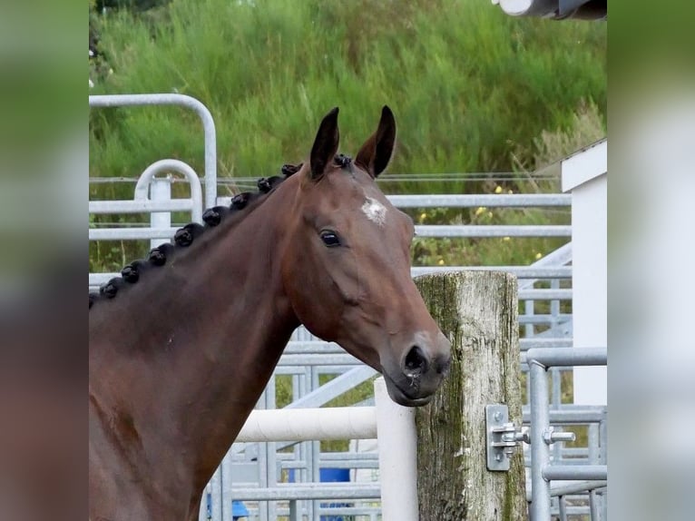 KWPN Mare 2 years 16 hh Brown in Liessel