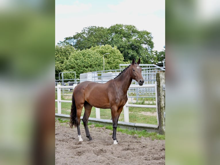 KWPN Mare 2 years 16 hh Brown in Liessel