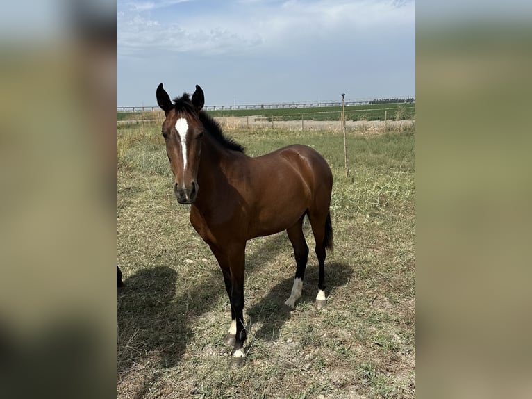 KWPN Mare 2 years 16 hh Brown in Samora Correia