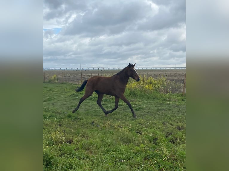 KWPN Mare 2 years 16 hh Brown in Samora Correia