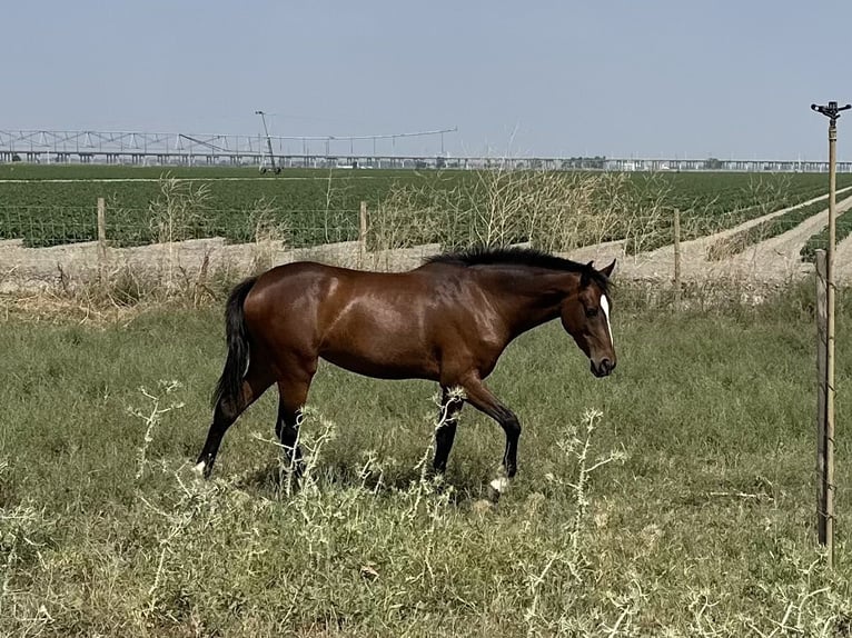 KWPN Mare 2 years 16 hh Brown in Samora Correia