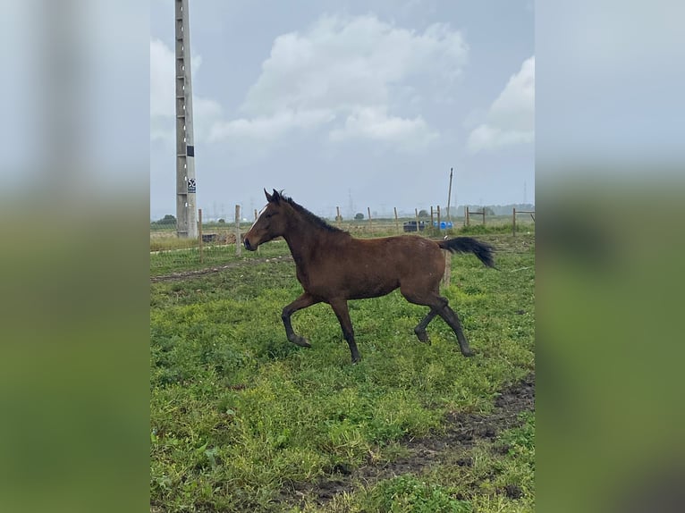 KWPN Mare 2 years 16 hh Brown in Samora Correia