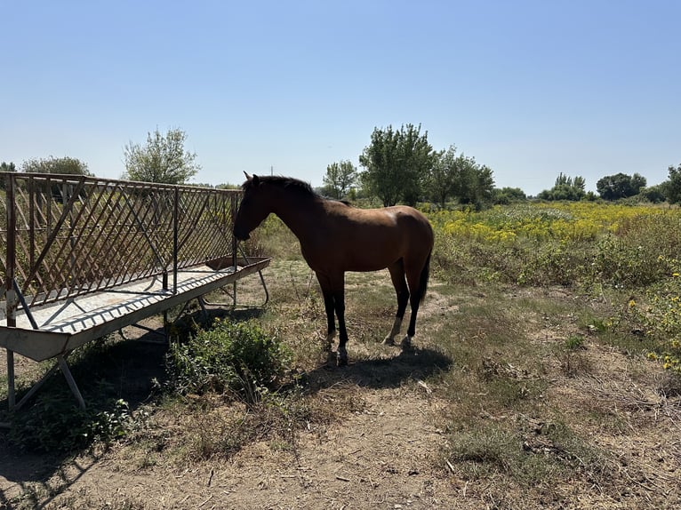 KWPN Mare 2 years 16 hh Brown in Samora Correia