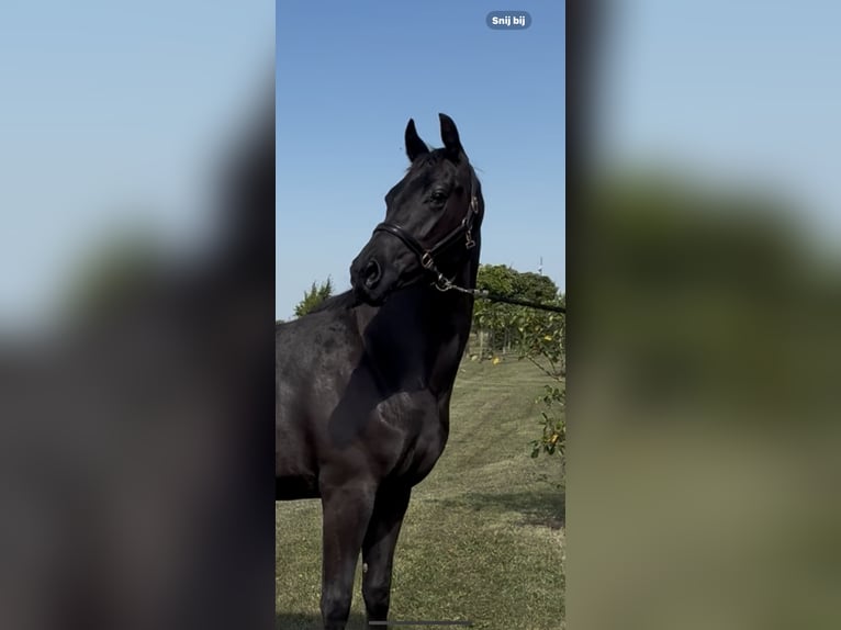 KWPN Mare 2 years 16,1 hh Black in Werkendam