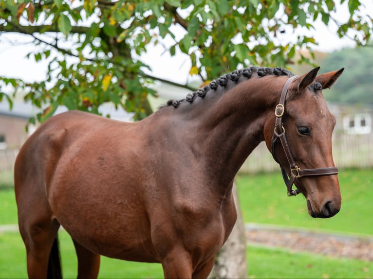 KWPN Mare 2 years 16,1 hh Brown in Veghel