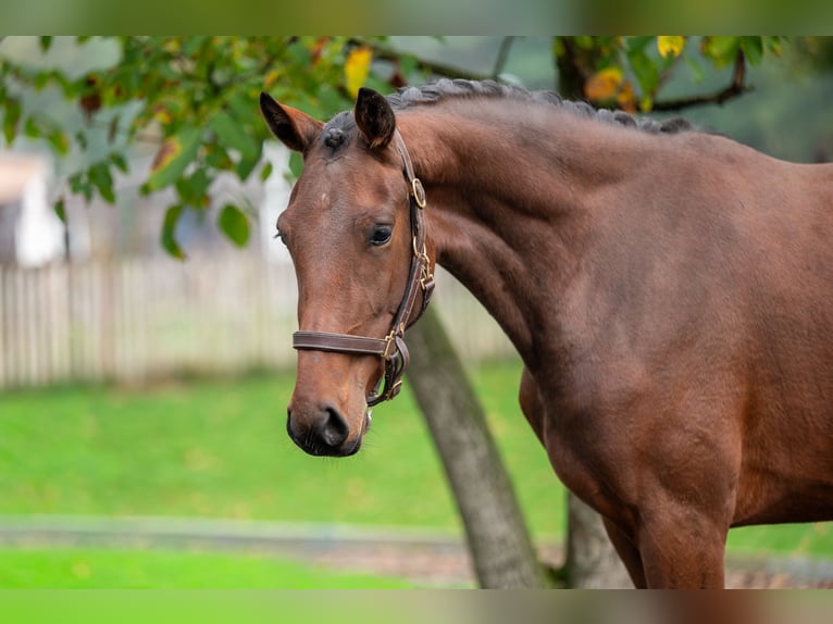 KWPN Mare 2 years 16,1 hh Brown in GROTE-BROGEL