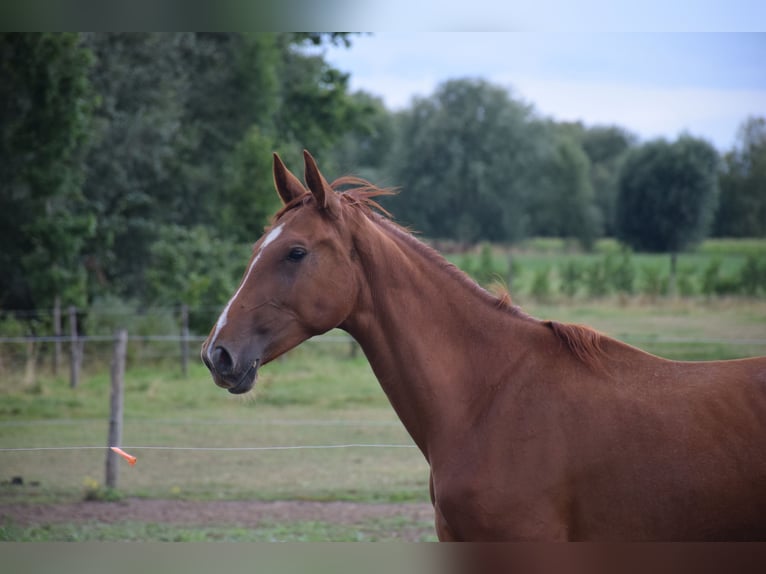 KWPN Mare 2 years 16,1 hh Chestnut-Red in breendonk