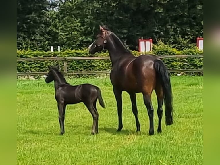 KWPN Mare 2 years 16,2 hh Black in Ermelo